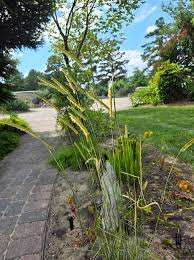 Image result for Ctenium