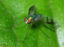 Image result for Cordylostigma longifolium