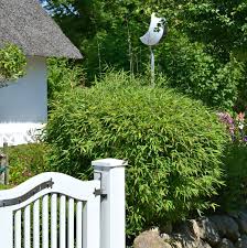 Bambus als robuste kübelpflanze und transparenter sichtschutz. Bambus Fargesia Murieliae Gunstig Online Kaufen