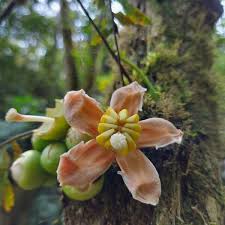 Image result for Bellucia