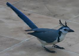 Mostly dark irridescent with some maroon shading in plumage. Avise S Birds Of The World