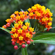 Image result for Asclepias curassavica