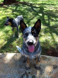 Yorkshire terrier, california » san diego. Blue Heeler Puppies For Sale Price 500 For Sale In Honolulu Hawaii Best Pets Online
