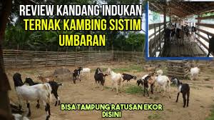 Persiapan dalam pembuatan kandang kambing modern. Desain Kandang Kambing Indukan Breeding Umbaran Dan Ukuran Luasnya Youtube