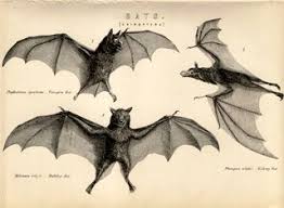Bats Chiroptera Vampire Bat Bulldog Bat Kalong Bat Published In An Encyclopedia Circa 1880 Vampire Bat Street Chalk Art Chiroptera