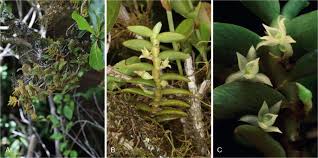Image result for Angraecum humile