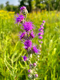 Image result for Rytigynia celastroides