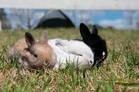 We have found that diversional therapy in nursing homes and special care. Parties Mobile Animal Farm Sydney Petting Zoo Hire Kindifarm Com Zoo Animals Animals Farm Animals