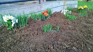 Maybe you would like to learn more about one of these? Hd Wallpaper Fake Flowers Green Mulch Spring Plant Flowering Plant Wallpaper Flare