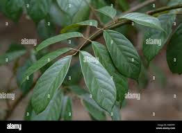 Image result for Lonchocarpus