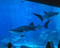 A Glad Diary Georgia Aquarium Largest Aquarium In The World Georgia Aquarium Aquarium Georgia