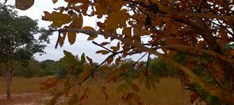 Image result for Lannea discolor