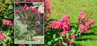 They can be successfully grown in usda zones 7 to 9. Crape Myrtle Choices For South Texas Gill Garden Center Landscape Co