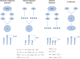 Genetic crosses that involve 2 traits · 1. Frontiers Heterosis And Hybrid Crop Breeding A Multidisciplinary Review Genetics