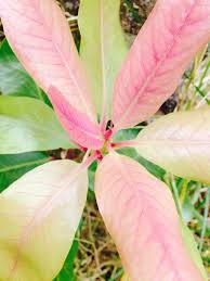 Image result for Synadenium kirkii