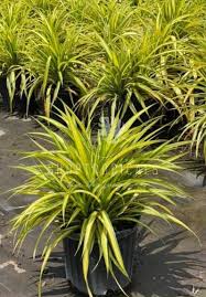 Image result for Pandanus