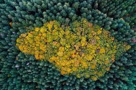 foreste di conifere