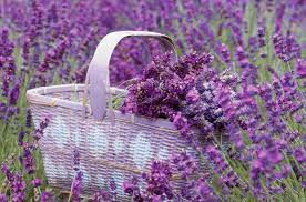 18 Facts Every Lavender Lover Needs To Learn Growing Lavender Lavender Garden Lavender