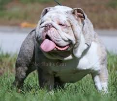 This man has looks and charm very compact, broad chest, thick rope and solid frame structure!! Dreamy Bulldog Stud Twilight Dreamy Bulldogs