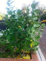 Milkweed Gardens Giant Milkweed Milkweed Garden Milkweed Milkweed Plant