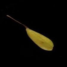 Image result for Linderniella pusilla