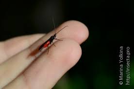 Image result for Trichopteryx elegantula