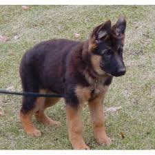 We are a volunteer based organization and rely. German Shepherd Rescue Wisconsin