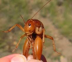 Camel crickets look like ghastly spidery beasts from the future, although they're not known to carry disease, but they do cause damage to home soft goods. High Altitude Cricket Styracosceles Neomexicanus Bugguide Net