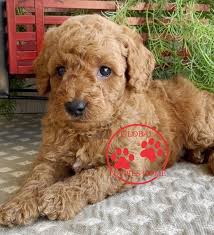 The goldendoodle gained popularity in the 1990's, and breeders soon began developing a smaller goldendoodles by introducing the mini. Goldendoodle Puppies For Adoption Global Puppies Home
