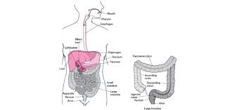 Oct 27, 2021 · a comprehensive database of more than 73 digestive system quizzes online, test your knowledge with digestive system quiz questions. Digestive System Quiz Proprofs Quiz