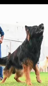 imported male ARON BRAND