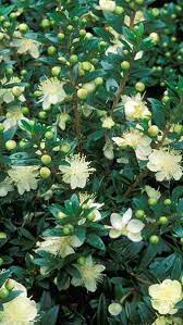 Myrtus Communis Tarentina Is Also Known As Tarentum Myrtle Or Common Myrtle Flowering Shrubs For Sale Uk Gardenshrubsborder Cicek