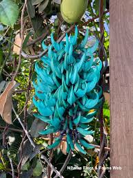 Image result for Strongylodon macrobotrys