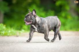 The french bulldog is characterised by. French Bulldog Dog Breed Facts Highlights Buying Advice Pets4homes