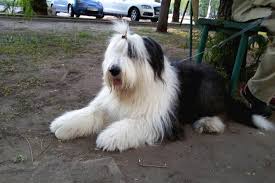 Bobtail Patibul Com