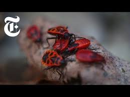 Mutant Bugs Insects Birds And Animals Of Chernobyl The New York Times Youtube Chernobyl Animals The New York Times