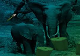 But unfortunately, you missed the way out from that place.you have to find the way to escape from there by finding useful objects, hints and solving puzzle.good luck have fun! Elephant Forest Escape Wow Escape Escape Fan