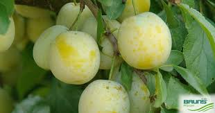 Image result for prunus domestica oullins