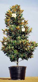Magnolia Little Gem Magnolia Tree Landscaping Magnolia Trees Little Gem Magnolia Tree