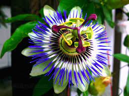 Passion Flower Colors Flowers Colorful Flowers Passion Flower
