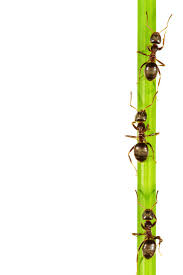Ameisen in der wohnung oder im garten sind zwar nicht gefährlich, doch treten sie oft genau da auf wo man sie nicht haben möchte. á'• á' Hausmittel Gegen Ameisen 100 Die Top 10 Der Besten Mittel