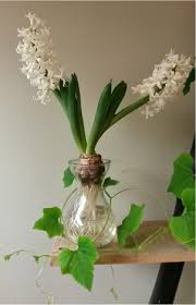 Check spelling or type a new query. Forcing Bulbs For Winter Blooms