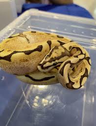 Is there any way to help a spider ball python feed? : r/ballpython