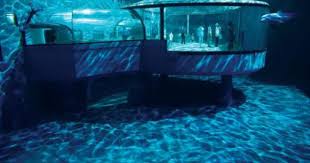Reynolds Polymer Technology Indianapolis Zoo Zoo Construction Aquarium Architecture Indianapolis Zoo Aquarium Design
