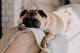 Die gerichte vertreten hier eine fast einhellige meinung und gestatten es, dass der vermieter vom mieter unter fristsetzung verlangen kann, den hund abzuschaffen. Mit Hund Auf Wohnungssuche Darf Ich Meinen Vermieter Anlugen