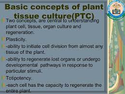 Single cells from the intact plant tissue (leaf, stem, root cladode etc.) are isolated either mechanically or enzymatically. Plant Tissue Culture Methods And Applications