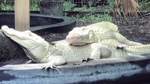 Dois Jacares Albinos Produzem Os Primeiros 19 Ovos Albinos Do Mundo Postado por anônimo 4 anos atrás. 19 ovos albinos
