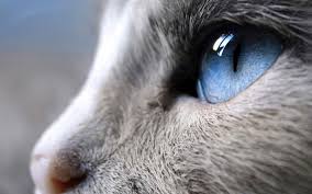 Sparrows can see ultraviolet waves, revealing a. Close Up Cats Blue Eyes Animals Wallpaper 1920x1200 288838 Wallpaperup