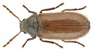 Pest control isn't for amateurs. Woodborer Control Treatment In Pune Ganraj Herbal Pest Control