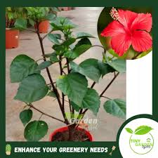 [lengkap} menyajikan aneka gambar bunga mawar (rose) cantik, indah + klasifikasi bunga mawar berdasarkan kelas, jenis dan bentuknya. Hibiscus Plant Pokok Bunga Raya Flb129 Lazada
